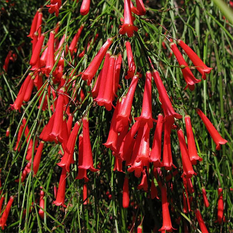 Ruselija koralna kiša