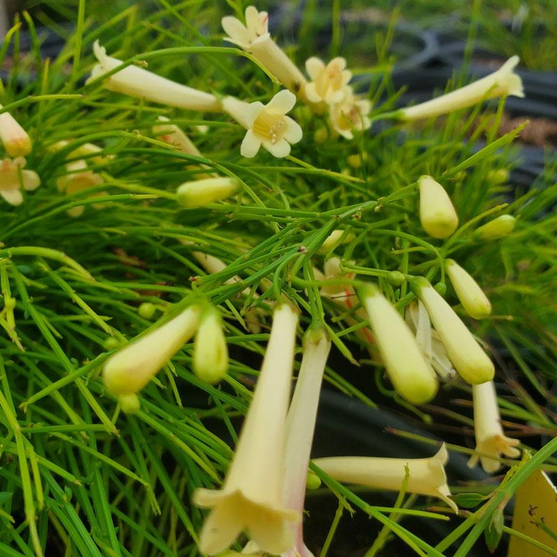 Ruselija koralna kiša Bela