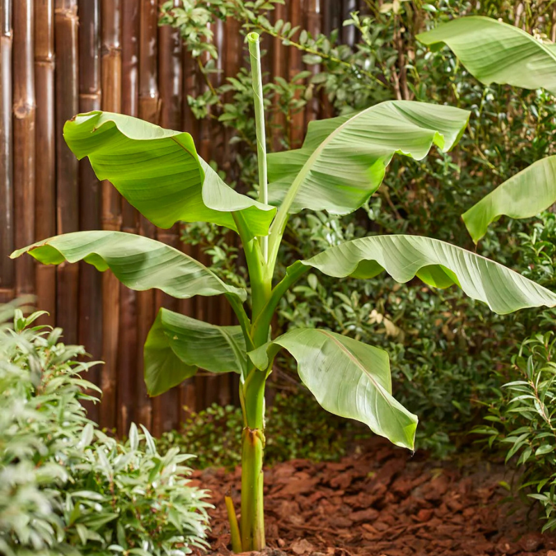 Sadnica japanske banane