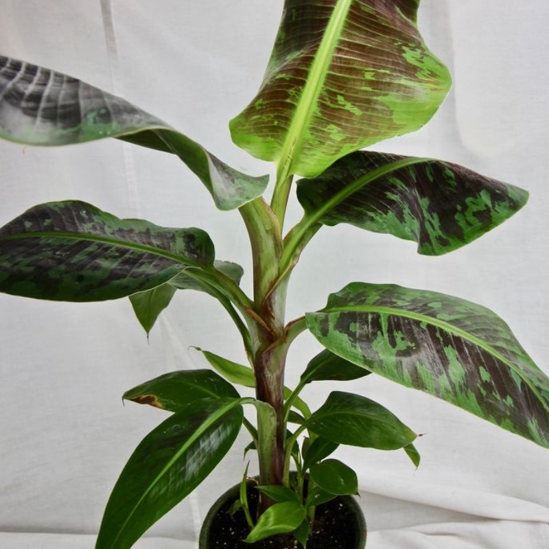 Sadnica niske banane - Patuljak