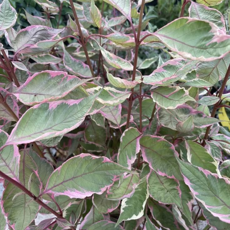 Šarenolisni dren - Čudo