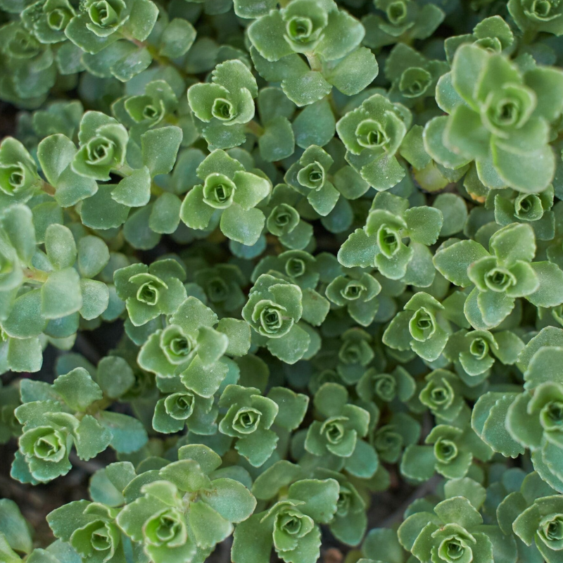 Sedum zeleni tepih