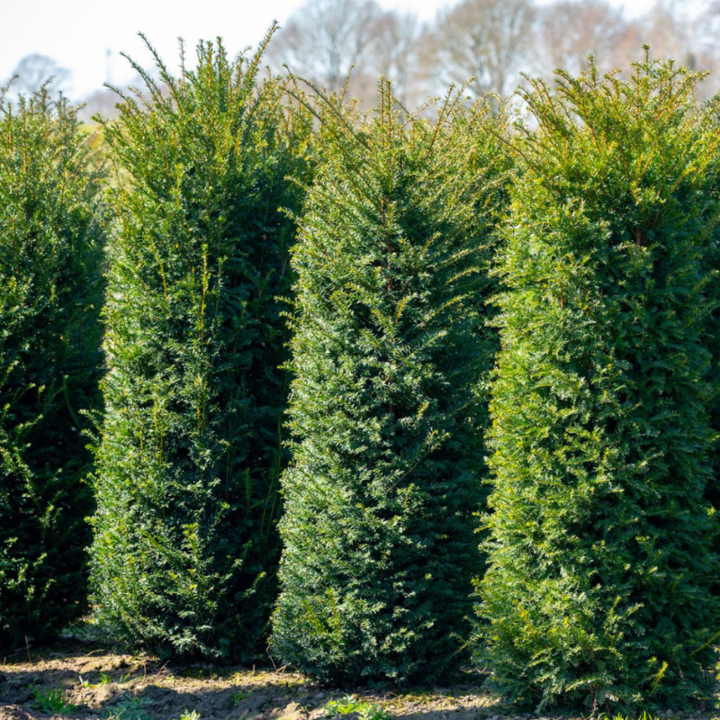 Stubasta Tisa - Hillii