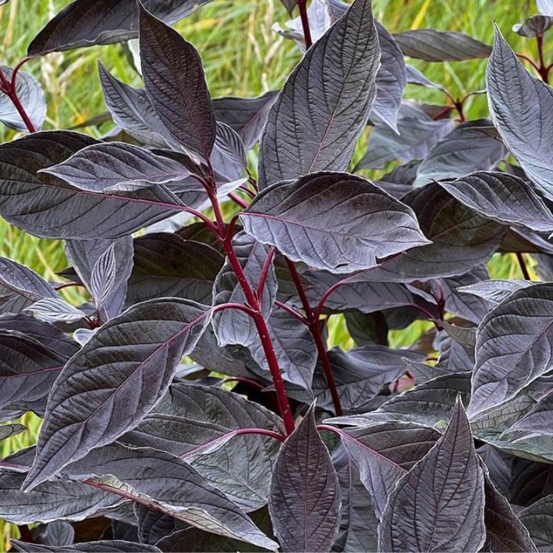 Tamnolisni dren - Pada noć