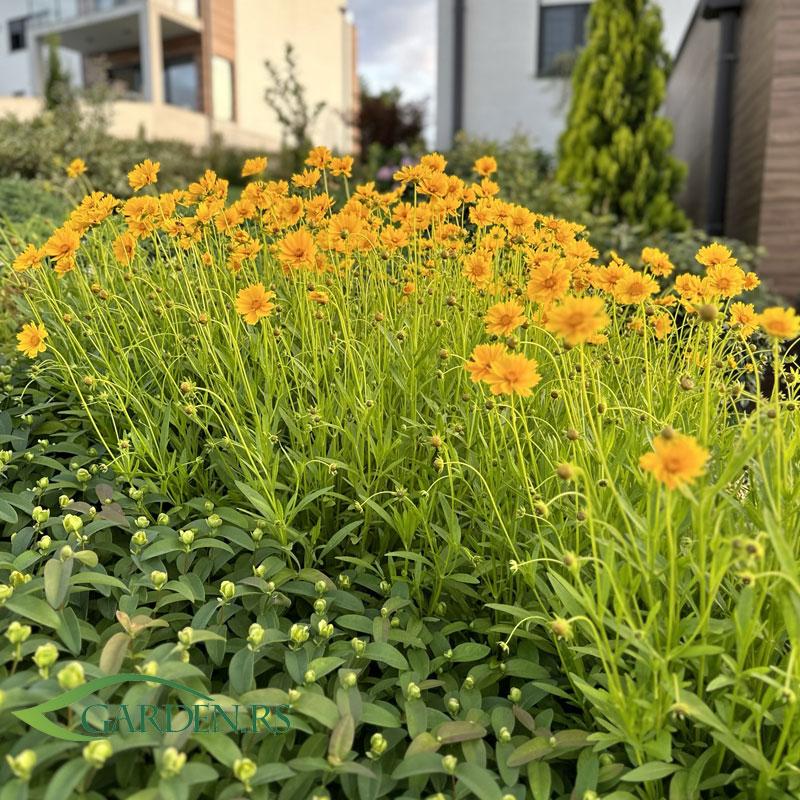 Usluge profesionalnog konsultovanja