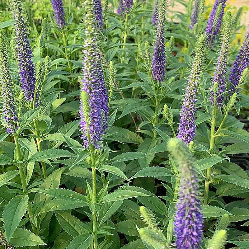 Veronika- plavi buket