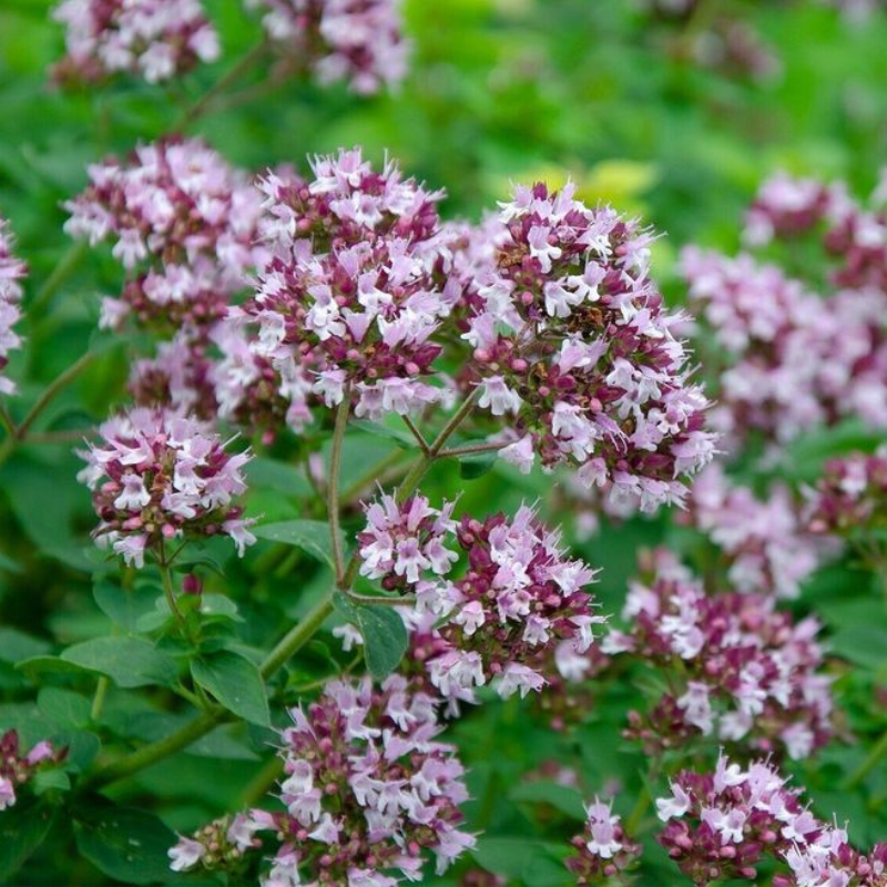 Vranilova trava - Divlji origano