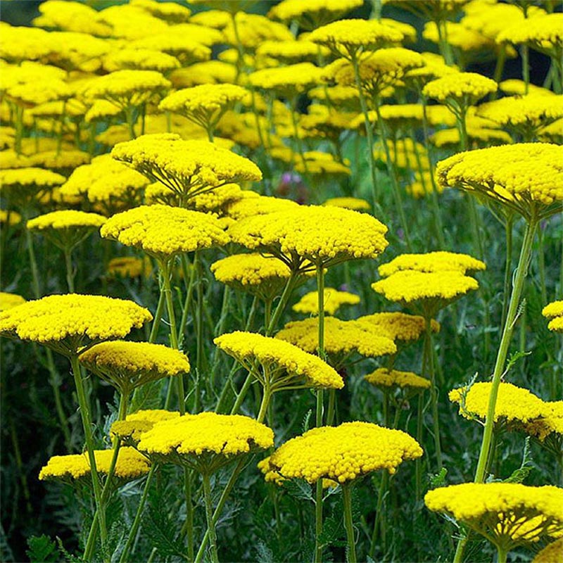 Hajdučka trava žuta