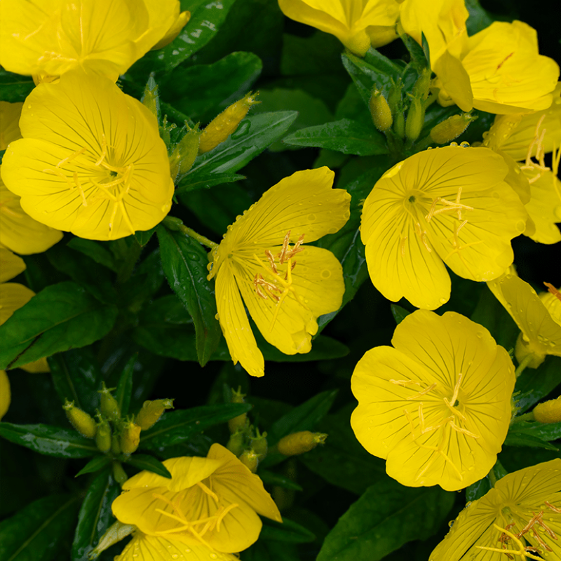 Žuti noćurak - biljka