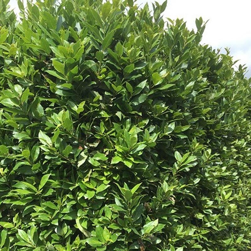 Lovor začinska biljka 