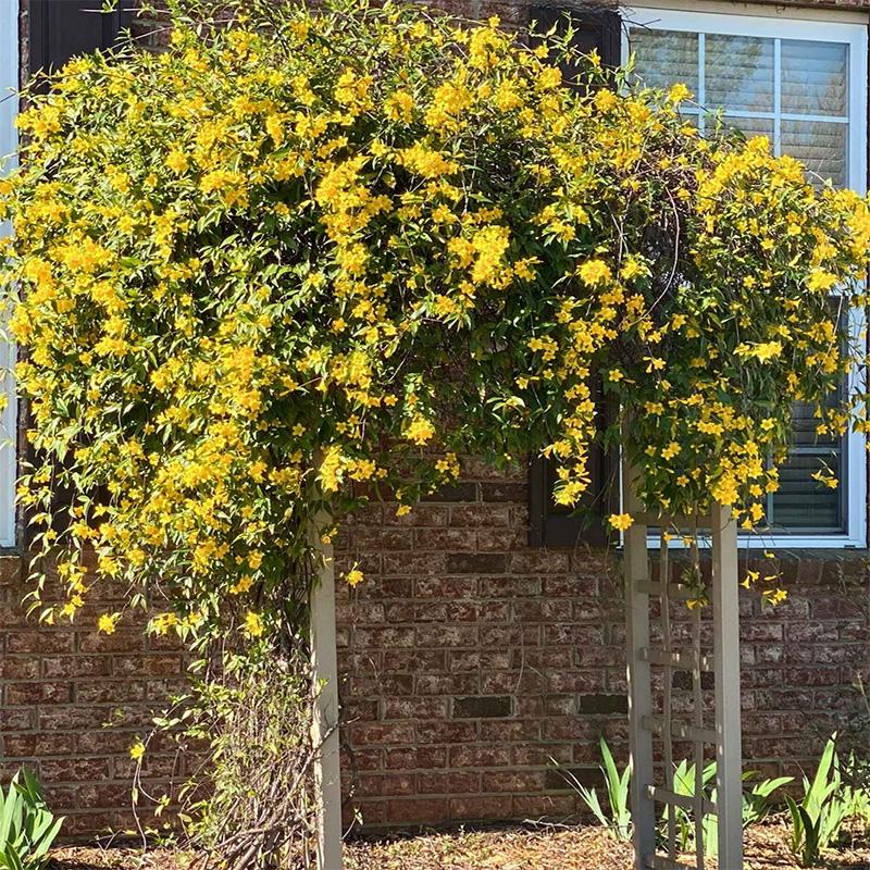 Zimzeleni žuti jasmin